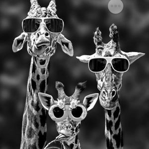 Meet your Posher, Angel